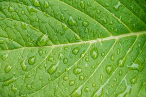 hermosa gotas después lluvia en un verde hoja foto