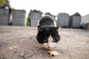 Vagabundo sucio hambriento gato mirando para comida cerca basura latas foto