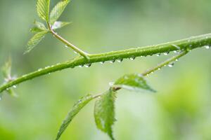 close-up of water droplets on a plant stem photo