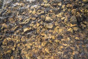 hermosa montaña río de cerca de piedras en el agua foto