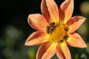 close-up of a bee pollinating a flower and making honey. photo