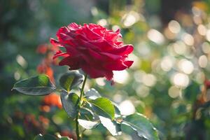 beautiful red rose growing in the garden photo