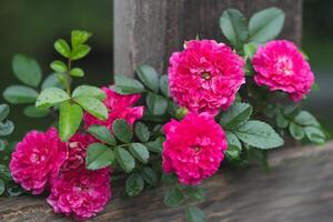 hermosa rosado Rosa creciente en el jardín foto