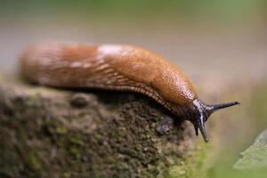 de cerca de un Español caracol arion vulgaris al aire libre foto