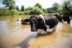 vacas bañarse en el río cerca el pueblo en caliente verano foto