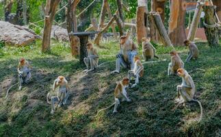 grupo de probóscide mono o nasalis larvato activo en mangle bosques Surabaya, Indonesia. foto