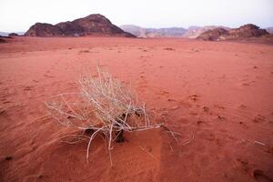 Wadi Rum Desert in Jordan. On the Sunset. Panorama of beautiful sand pattern on the dune. Desert landscape in Jordan. photo