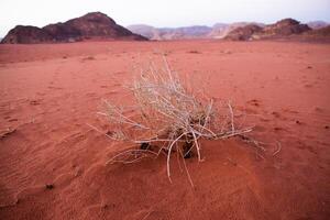 cauce Ron Desierto en Jordán. en el puesta de sol. panorama de hermosa arena modelo en el duna. Desierto paisaje en Jordán. foto