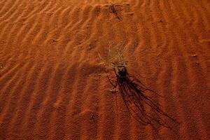 Wadi Rum Desert in Jordan. On the Sunset. Panorama of beautiful sand pattern on the dune. Desert landscape in Jordan. photo