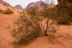 Wadi Rum Desert in Jordan. On the Sunset. Panorama of beautiful sand pattern on the dune. Desert landscape in Jordan. photo