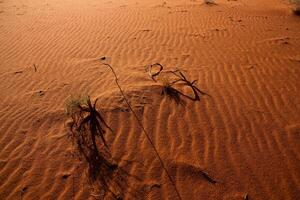 Wadi Rum Desert in Jordan. On the Sunset. Panorama of beautiful sand pattern on the dune. Desert landscape in Jordan. photo