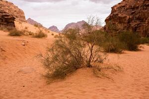 Wadi Rum Desert in Jordan. On the Sunset. Panorama of beautiful sand pattern on the dune. Desert landscape in Jordan. photo