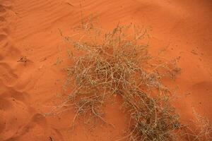 Wadi Rum Desert in Jordan. On the Sunset. Panorama of beautiful sand pattern on the dune. Desert landscape in Jordan. photo