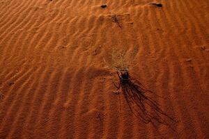 Wadi Rum Desert in Jordan. On the Sunset. Panorama of beautiful sand pattern on the dune. Desert landscape in Jordan. photo