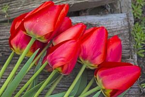 yellow tulips in a vase photo