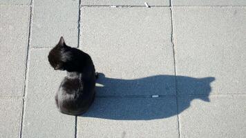 Black young stray cat and shadow from high angle view video