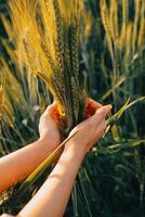 Smart farm. Farmer with tablet in the field. Agriculture, gardening or ecology concept. Harvesting. Agro business. photo