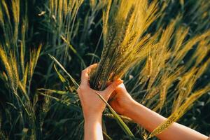 Smart farm. Farmer with tablet in the field. Agriculture, gardening or ecology concept. Harvesting. Agro business. photo