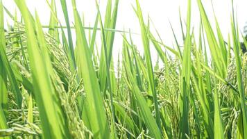 arroz plantas y arroz campos en el Mañana y Rocío todavía en el hojas foto