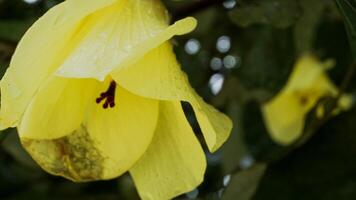 Bright yellow flowers from the Waru tree or Hibiscus Tiliaceus on the edge of the beach photo