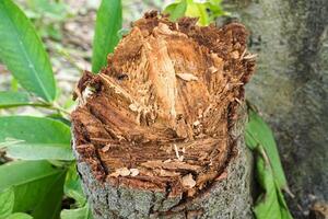 un recién derribado árbol maletero demostración el completar estructura de el árbol maletero foto