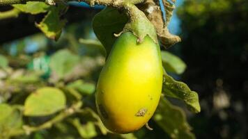 Eggplant plants with fruit that is still green and ready to be eaten as a nutritious vegetable photo