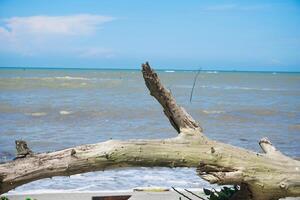 View of the shoreline on a clear day, blue sky and a dead dry wood tree photo