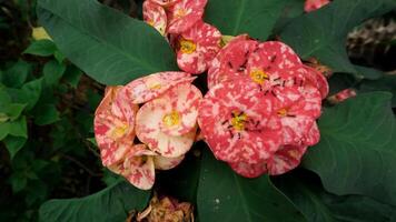 Red euphrobia flowers bloom beautifully in the morning photo