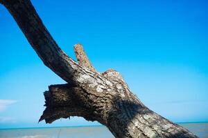 View of the shoreline on a clear day, blue sky and a dead dry wood tree photo