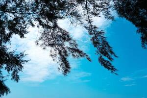 un minimalista y sencillo imagen ese muestra azul cielo, arboles con un típico calma atmósfera en el playa foto