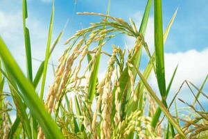 Rice fields that have turned yellow and are ready to be harvested photo