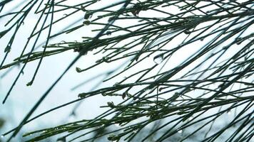 Cemara laut or Casuarina Equisetifolia on the edge of the beach whose leaves and chains are blown by the wind photo