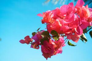 Bunga kertas or red bougainvillea flowers which bloom beautifully in the dry season photo