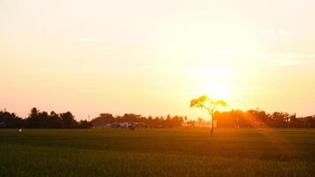 el atmósfera de el puesta de sol en rural arroz campos es calma y relajante foto