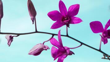 Purple orchids combined with the sky background in low position shooting photo