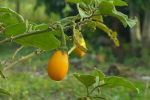 berenjena plantas con Fruta ese es todavía verde y Listo a ser comido como un nutritivo vegetal foto