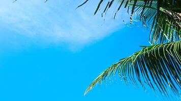 un minimalista y sencillo imagen ese muestra azul cielo, arboles con un típico calma atmósfera en el playa foto