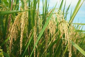 Rice fields that have turned yellow and are ready to be harvested photo