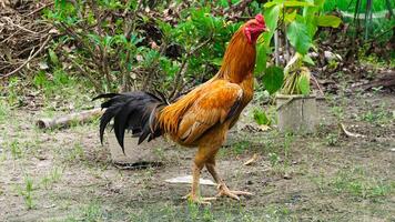 A fighting rooster walking side view photo