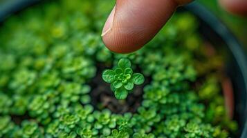 ai generado dedo dirigente hacia un miniatura interior planta en un maceta, icono de un hoja o planta arriba, con blanco espacio para texto o promocional contenido. ,elegante hogar concepto foto