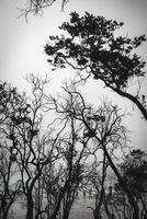 White Crater Forest, West Java photo