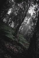 White Crater Forest, West Java photo