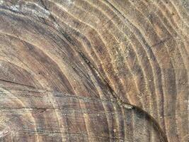 Natural Wood texture photo