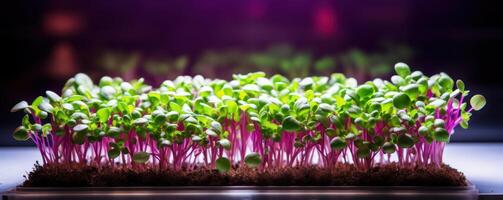 AI generated Tender microgreens thrive in a planter, basking in the glow of a grow light. photo