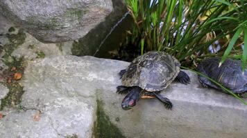 vatten sköldpaddor krypa hoppa simma i vatten i aten grekland. video