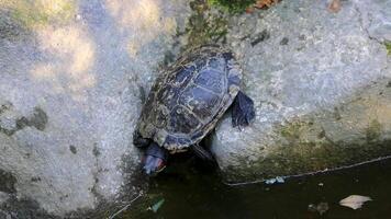 Water turtles crawl jump swim in water in Athens Greece. video