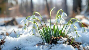 ai generado un sereno primavera escena presentando frágil campanilla de febrero flores adornando un cubierto de nieve claro dentro un bosque. foto
