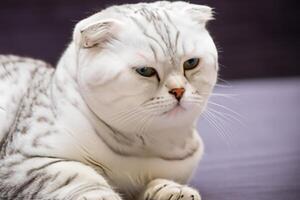 Exploring the Allure of a Beautiful Scottish Fold Cat, where Whiskered Elegance and Playful Charm Unite in a Mesmerizing Portrait of Cuddly Delight photo