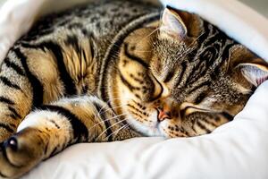 Embracing the Beauty of a Beautiful Cute Whiskered Charm Scottish Fold, Where Playful Elegance and Endearing Whiskers Combine in a Captivating Portrait of Feline Delight, Bringing Joy to Every Heart photo