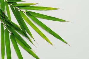 abrazando el seducir de hermosa bambú hojas, dónde agraciado verde cuchillas danza en armonioso sinfonía, creando un tranquilo oasis de de la naturaleza equilibrio y eterno belleza foto